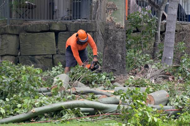 Best Tree Cabling and Bracing  in Nassau Bay, TX